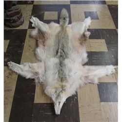 Tanned Canadian Wolf Pelt