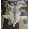 Image 1 : Tanned Canadian Wolf Pelt