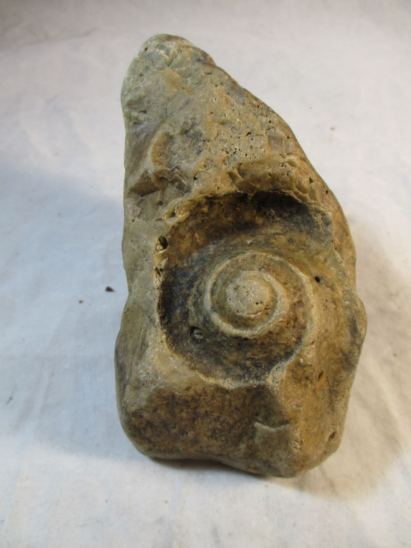Large Shell Fossil From South Dakota