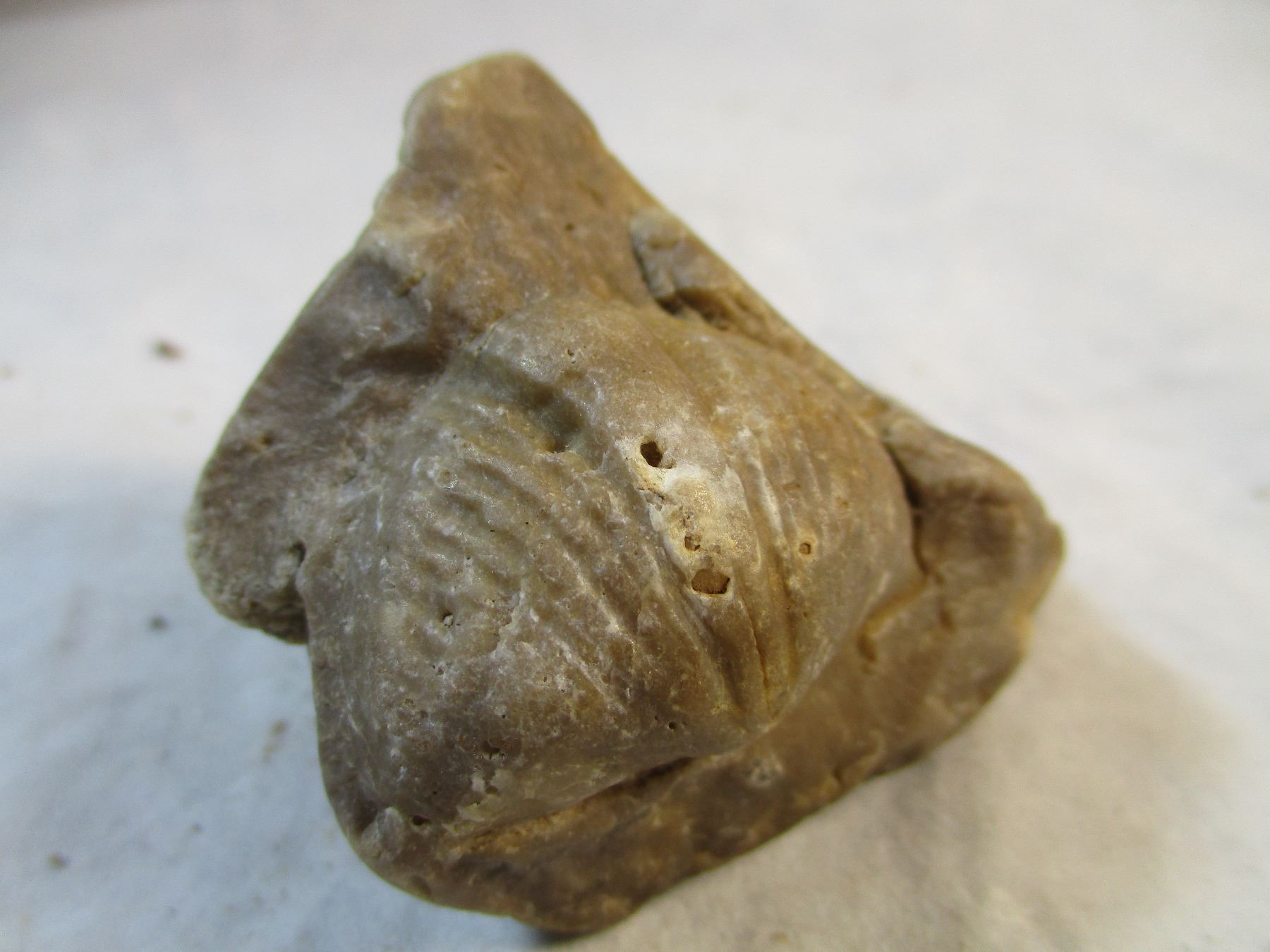Clam Fossils in Chert from South Dakota