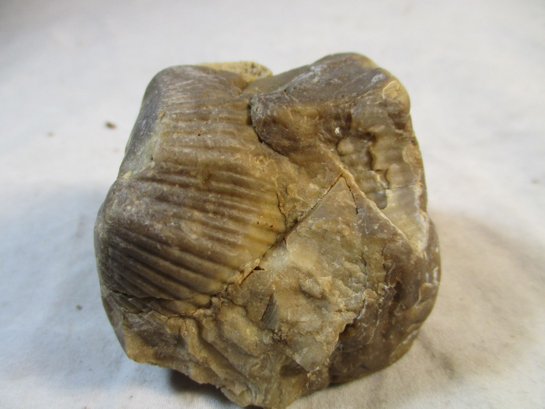 Clam Fossils in Chert from South Dakota
