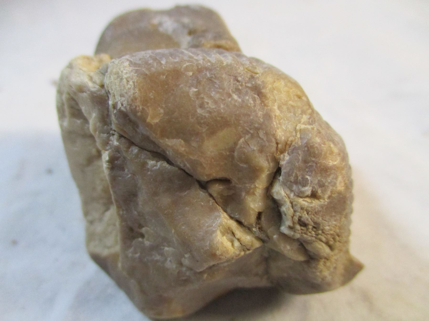 Clam Fossils in Chert from South Dakota