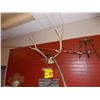 Image 1 : LARGE MOUNTED DEER ANTLERS WITH TICKET NUMBER AND BULLET SHELL