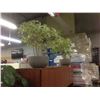 Image 2 : POTTED TREE AND 2 SMALL POTTED PLANTS