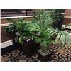 Image 2 : SET OF 5 MATCHING POT ASSORTED LIVE PLANTS