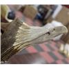 Image 4 : NATIVE ART EAGLE ANTLER CARVING SIGNED