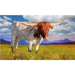 CASANOVA SAGE EOT 508