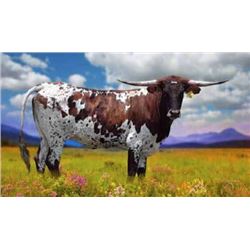 ZD JAMADANS SAFARI LULU