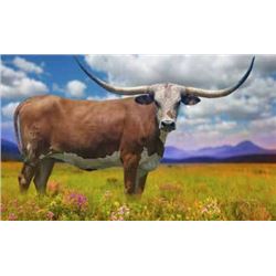 RUGGED CROSS DEBUTANTE