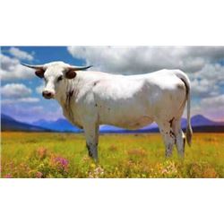 HCL PIGGY PIGGY SHAKE