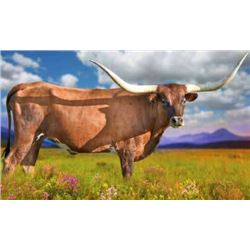 HELM COWBOY'S DESIRE