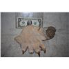 Image 1 : WEREWOLF OR LION PAW APPLIANCE