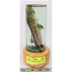 SHARK SPECIMEN IN DISPLAY JAR