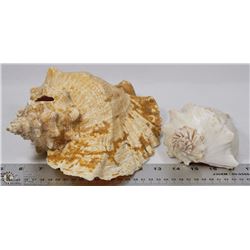 FLAT W/2 LARGE SEA SHELLS (10"L X 7.5"-W &
