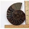 Image 1 : #11 - HUGE NATURAL AMMONITE FOSSIL SPECIMEN