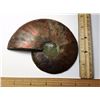 Image 2 : #11 - HUGE NATURAL AMMONITE FOSSIL SPECIMEN