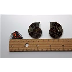 #10 - LOT OF 2 MATCHED AMMONITE FOSSILS