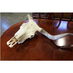 SKULL AND HORNS