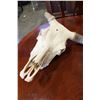 Image 2 : SKULL AND HORNS