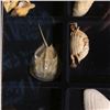 Image 2 : Nice collection of various types of Sea Shells in a glass-faced frame measuring 12" x 16" x 1.5". Co