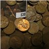 Image 2 : Group of 100 Wheat Cents