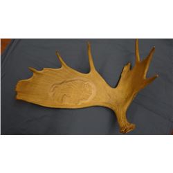 Carved moose antler, buffalo, B. K. Pettit