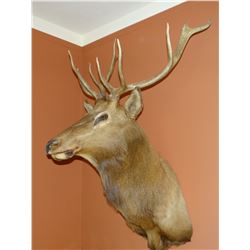 Shoulder mount elk 5-pt,