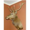 Image 1 : Shoulder mount elk 5-pt,