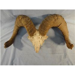 Big Horn or Dall sheep skull cap