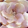 Image 2 : Gardenia