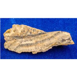 Jackson Mine Specimens, Midas, Nevada