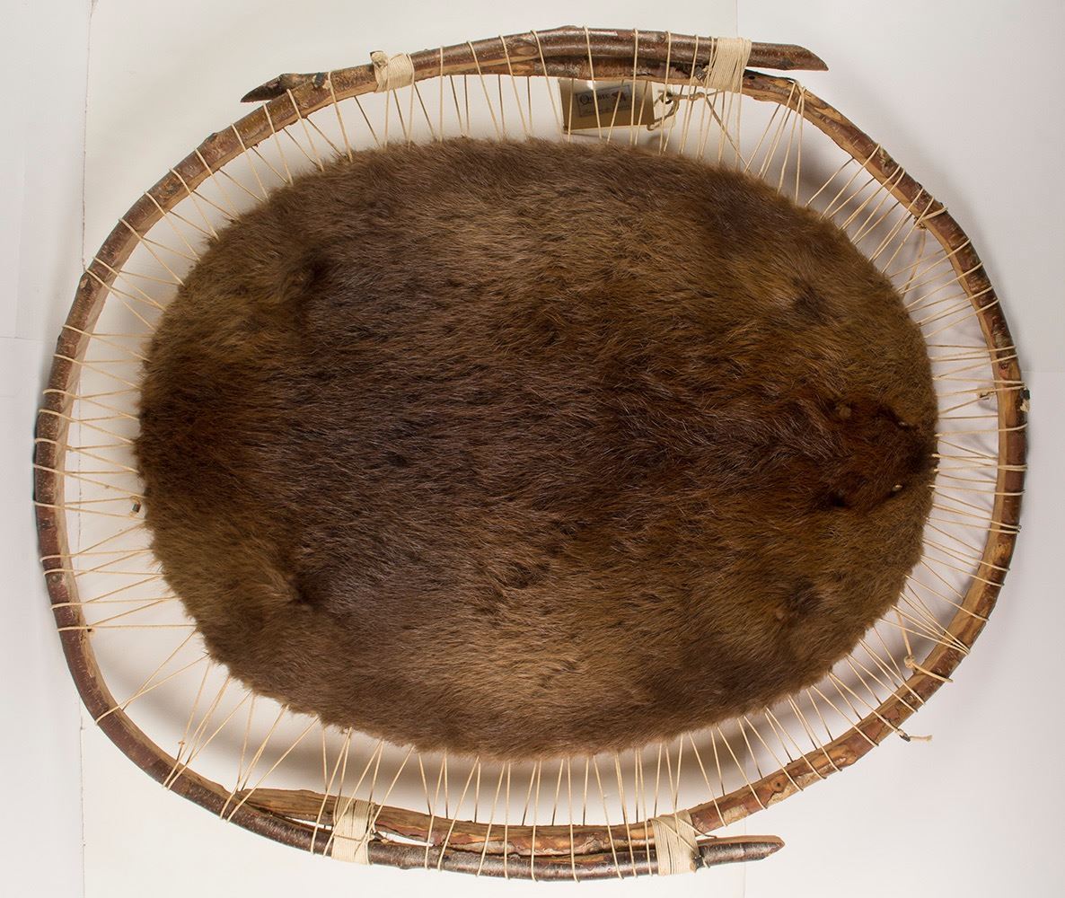 Mounted Beaver Pelt Mounted Beaver Pelt