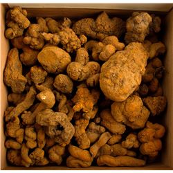 Coprolites from Oregon