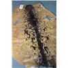 Image 1 : Seal skin hide 50" in length