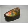 Image 1 : Ammonite fossil found in S.W Alberta 4" in length