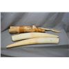 Image 1 : Pair of walrus tusks, one 18" in length, one 19", note newspaper wrapper dated 1962, and a tusk knif