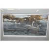 Image 1 : Framed limited edition print "Morning on the River-Trumpeter swans" pencil signed by artist Robert B