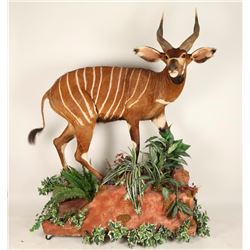 Very Rare Beautiful Full Mount Bongo