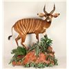 Image 1 : Very Rare Beautiful Full Mount Bongo