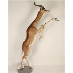 Full Mounted Gerenuke