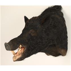 Eurasian Boar Mount