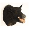 Image 2 : Eurasian Boar Mount