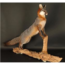 Full Mount Gray Fox