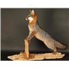 Image 2 : Full Mount Gray Fox