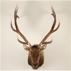 Large Shoulder Mounted Elk