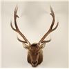 Image 1 : Large Shoulder Mounted Elk