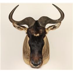 African Wildebeest Mount