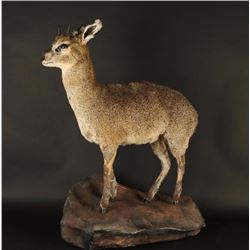 Full Mounted Dik Dik