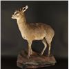 Image 1 : Full Mounted Dik Dik