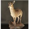 Image 2 : Full Mounted Dik Dik